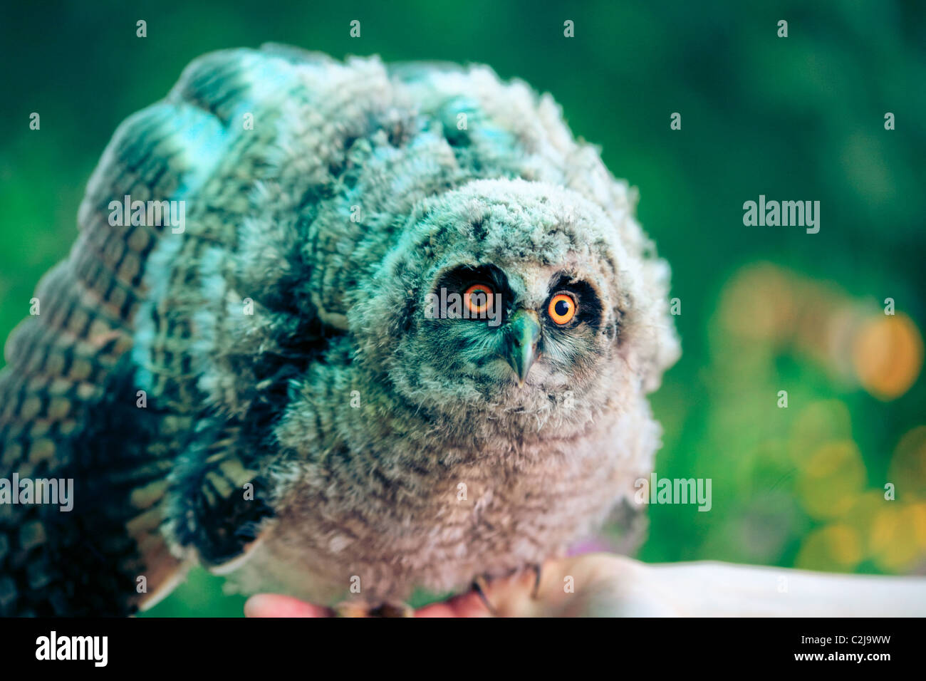 Kleine Eule Stockfoto
