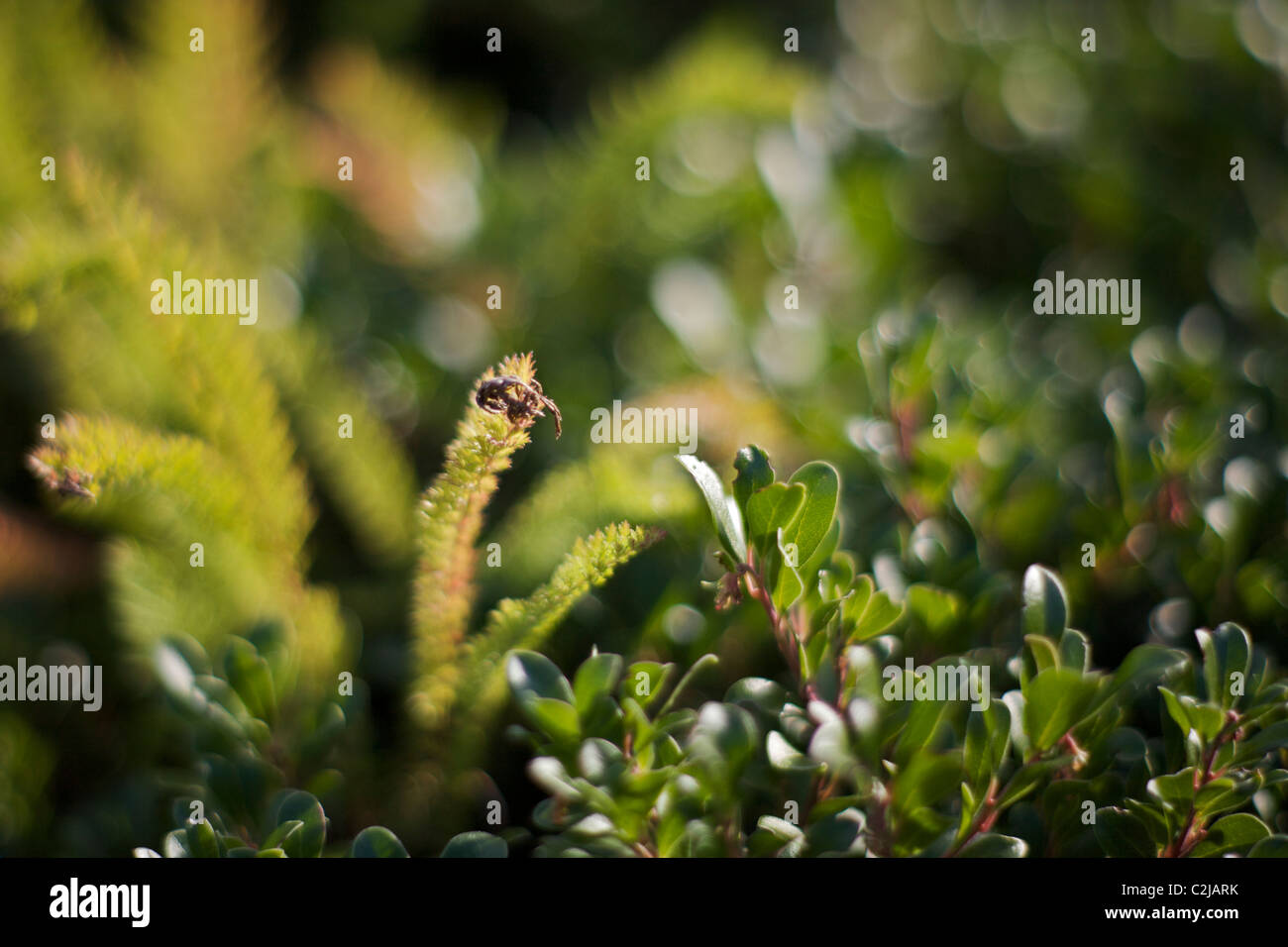 Arctostaphylos "Vancouver Jade" mit Achillea hybride Stiel Stockfoto