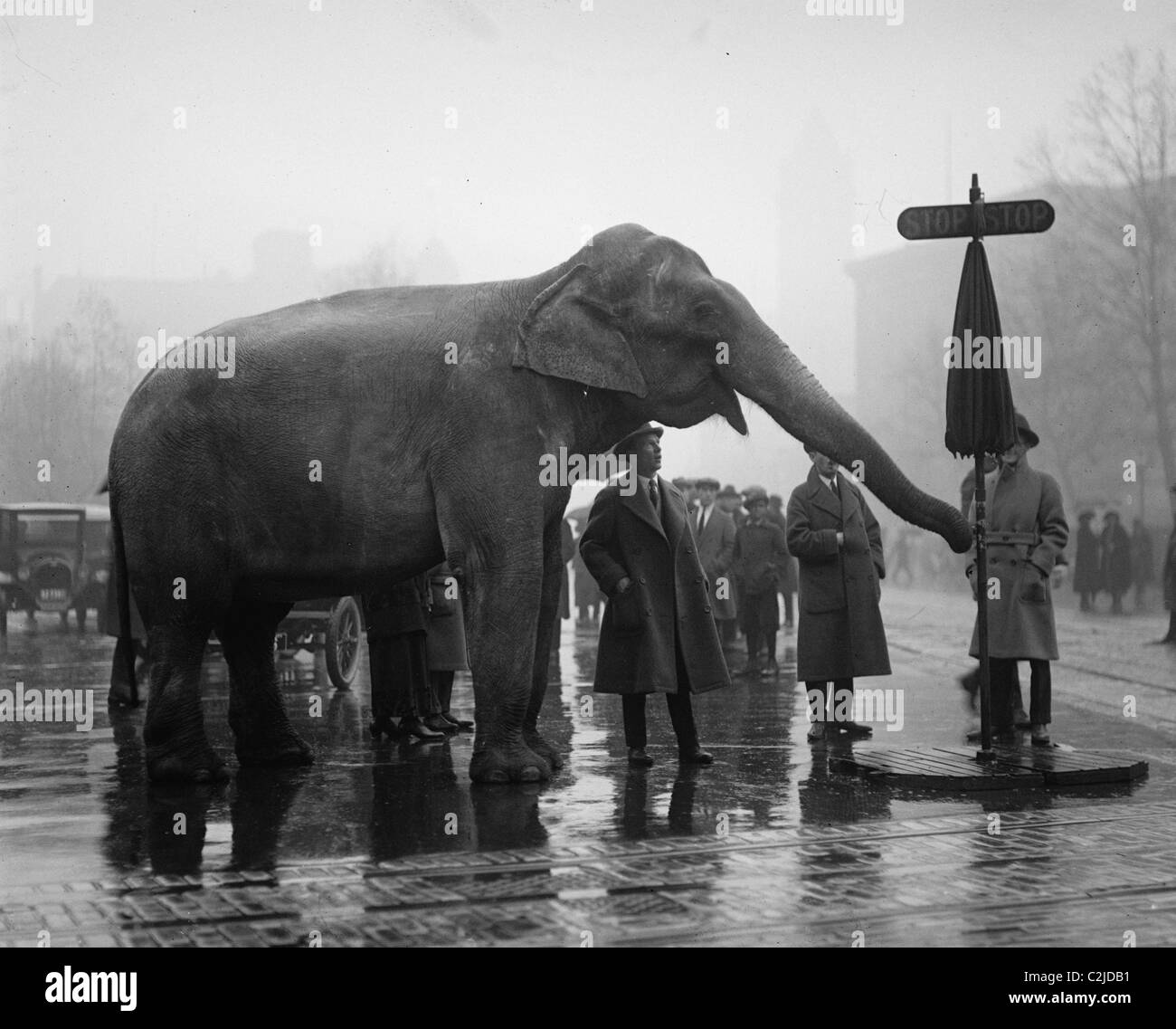 Elefant wird Stop Verkehrszeichen im Schnittpunkt der Straßen in der Hauptstadt der Nation. Stockfoto