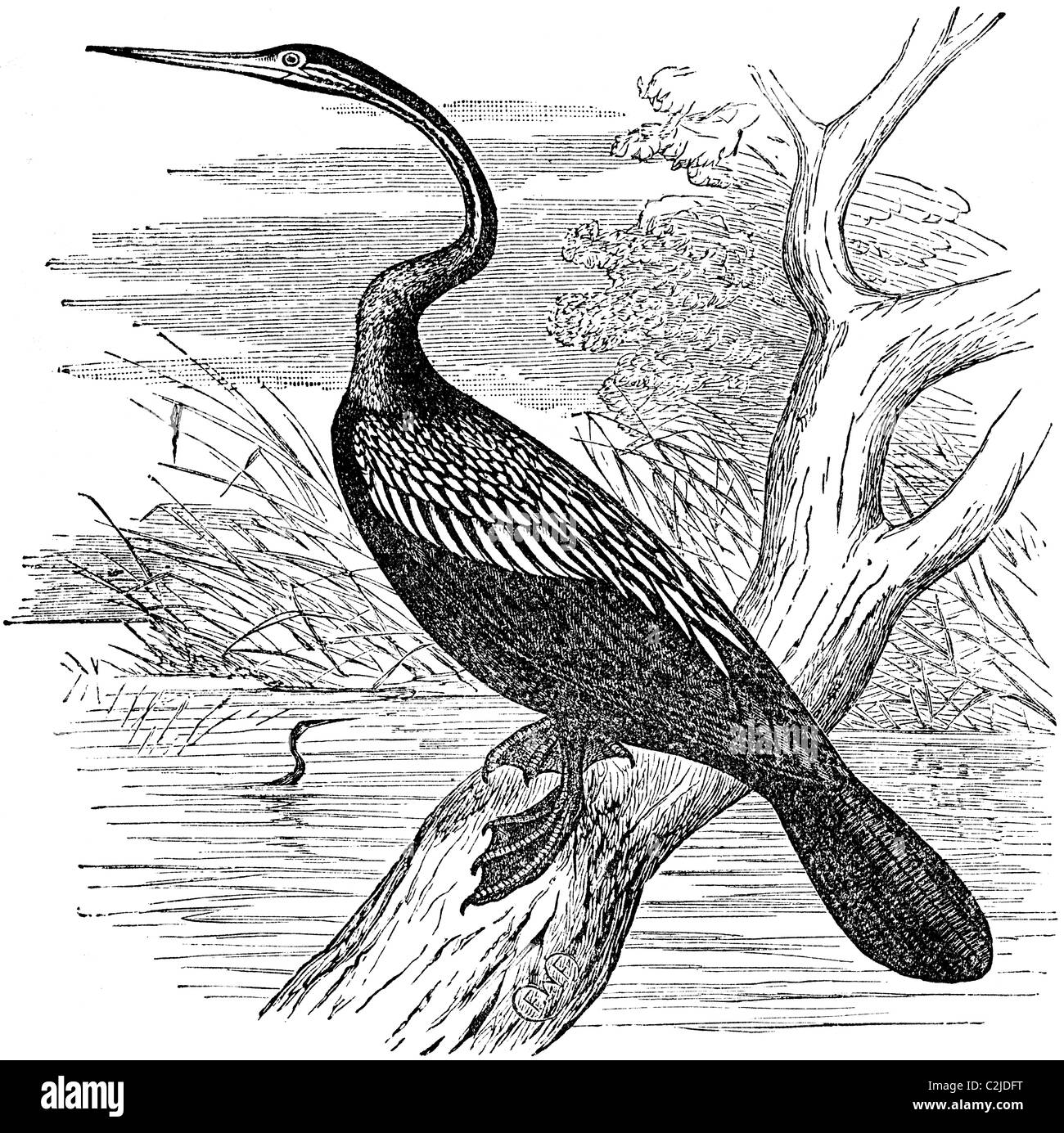 Buchen Sie 19. Jahrhundert Abbildung 9. Ausgabe der Encyclopaedia Britannica, der indischen Darter o indischen Schlange-Vogel (1875) entnommen Stockfoto