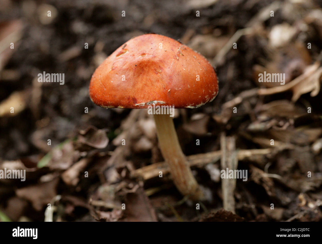 Redlead Roundhead Pilz, Leratiomyces Ceres (Psilocybe Aurantiaca / Träuschling Aurantiaca), Strophariaceae, UK, Europa. Stockfoto