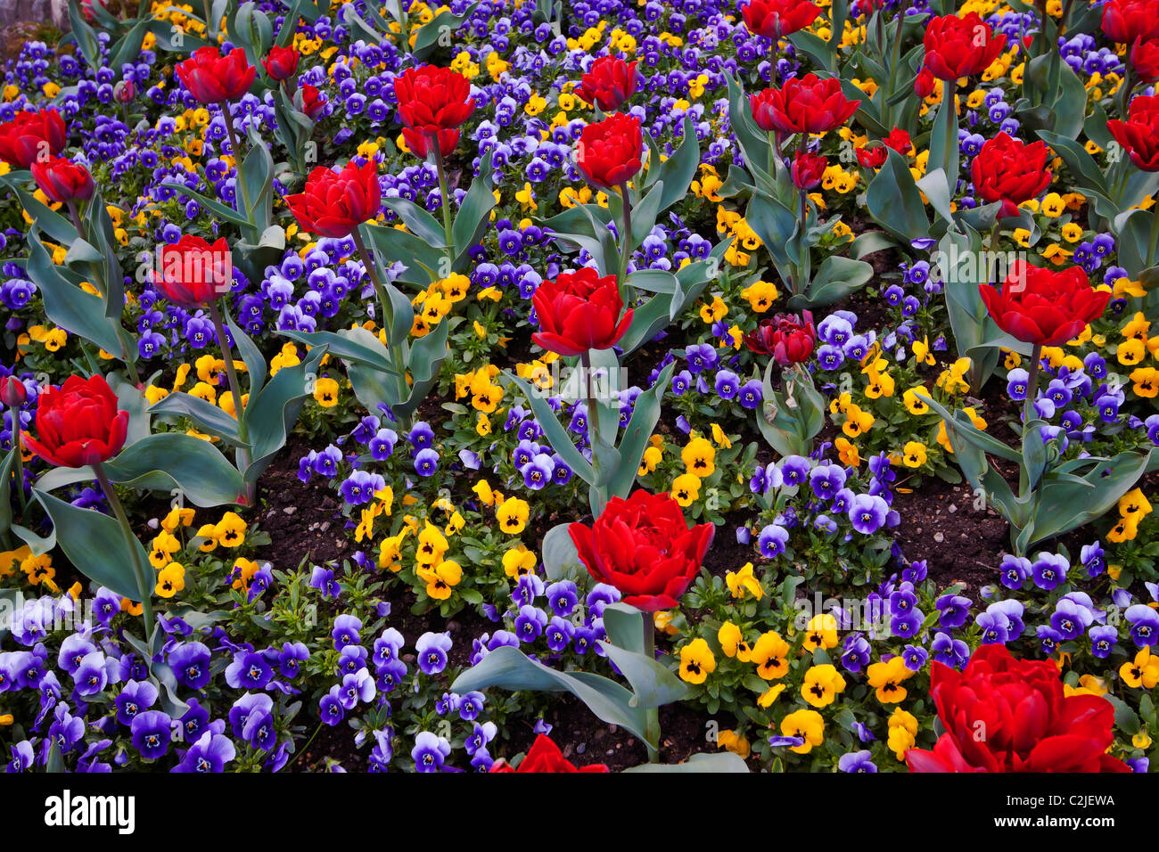 Frühling-Gefühl - Tulpen Stockfoto