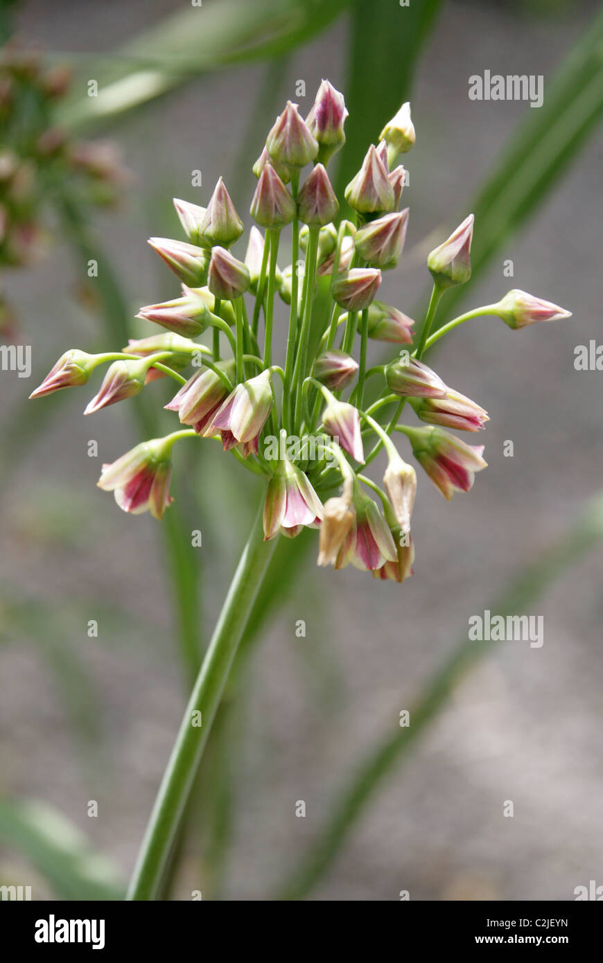 Sizilianischen Honig Knoblauch, Nectaroscordum Siculum, Affodillgewächse. Auch bekannt als mediterrane Glocken, Allium Siculum. Stockfoto