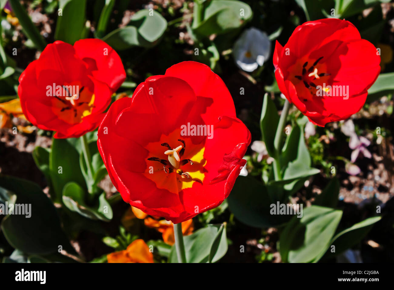 Frühling-Gefühl - Tulpen Stockfoto