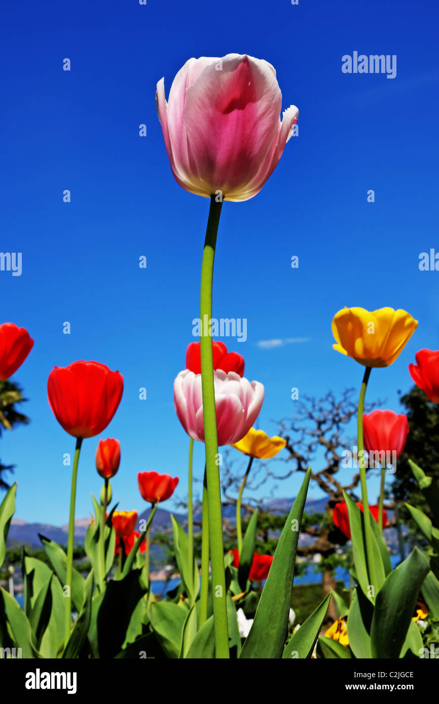 Frühling-Gefühl - Tulpen Stockfoto