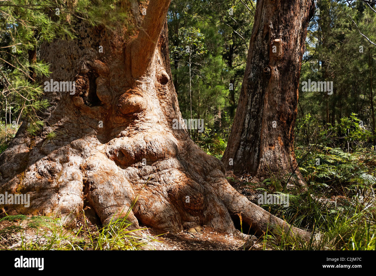 Red Tingle Tree (Eukalyptus Jacksonii), Walpole-Nornalup Nationalpark, Süd-West Australien Stockfoto