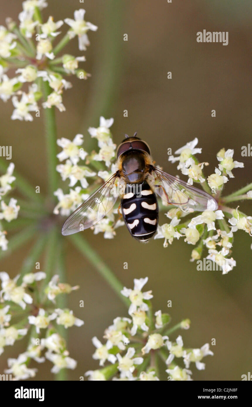 Hoverfly, Scaeva Pyrastri, Syrphidae, Diptera. Männlich. Stockfoto