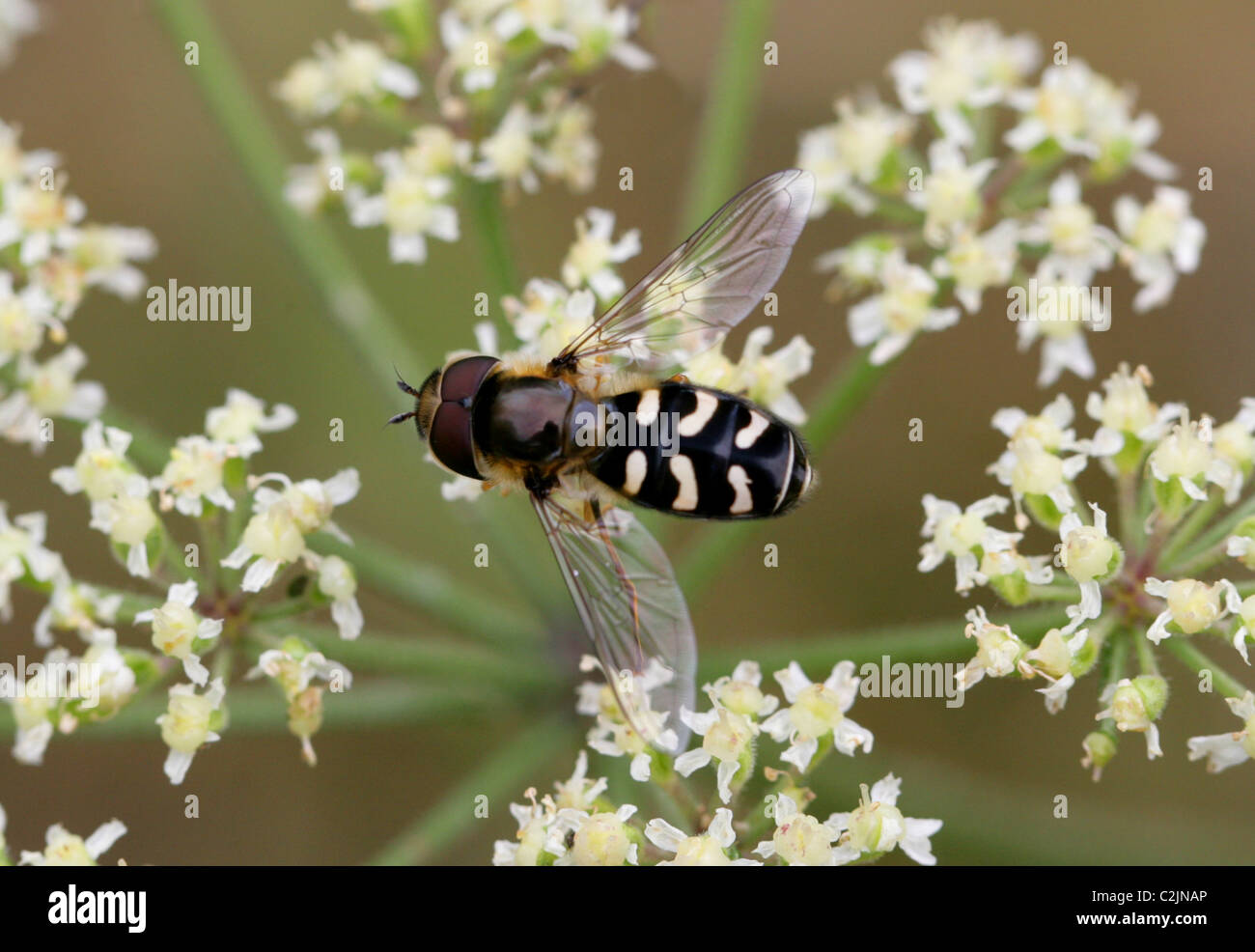 Hoverfly, Scaeva Pyrastri, Syrphidae, Diptera. Männlich. Stockfoto