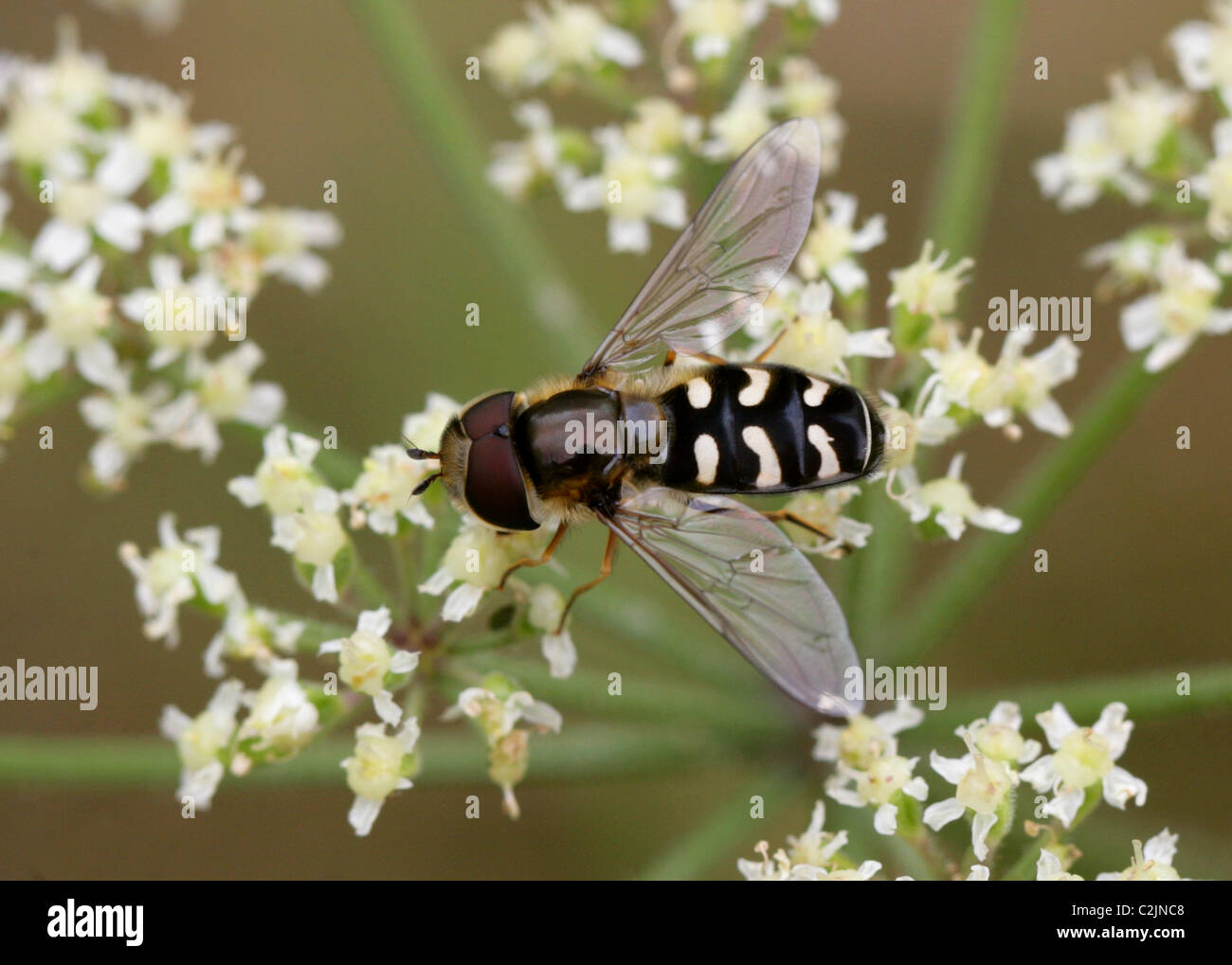 Hoverfly, Scaeva Pyrastri, Syrphidae, Diptera. Männlich. Stockfoto