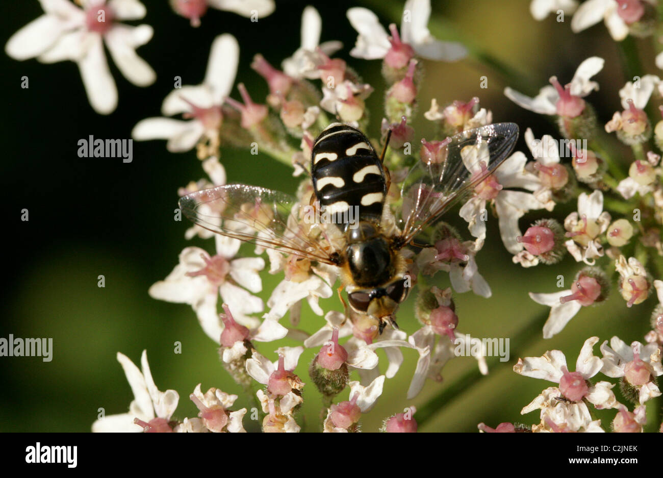 Hoverfly, Scaeva Pyrastri, Syrphidae, Diptera. Weiblich. Stockfoto