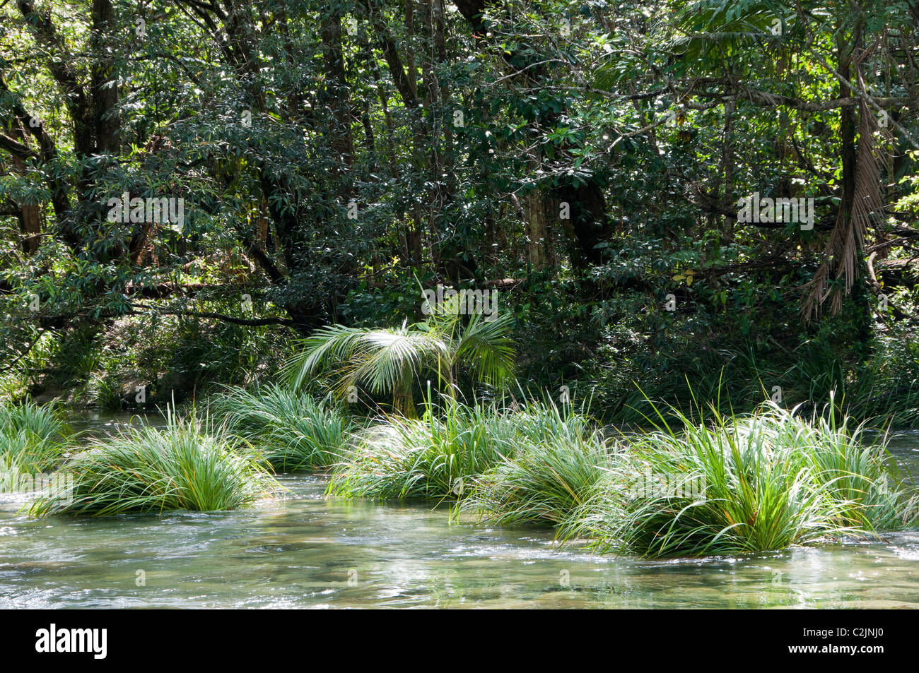 Pflanzen in der Mossman River, Silky Oaks Lodge, Mossman, Queensland, Australien. Stockfoto