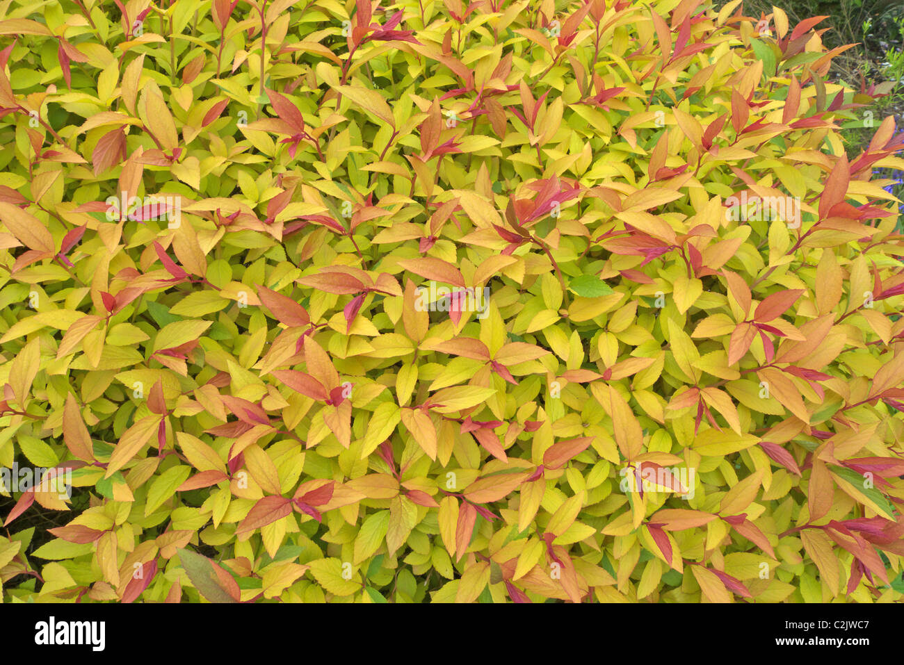 Spiraea Japonica "Japanische Spriaea" Sorte 'Goldflame' Stockfoto