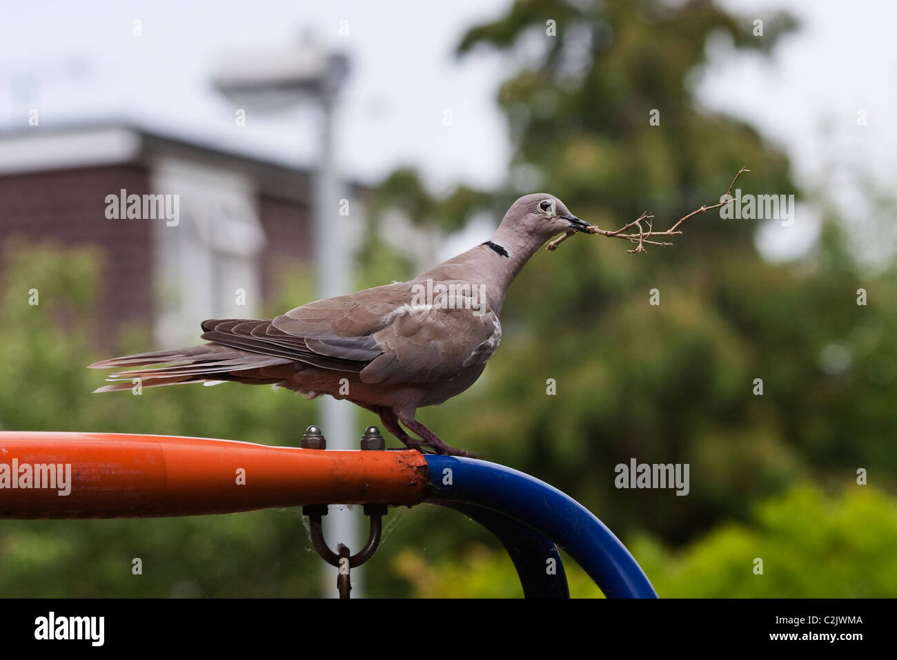 Ein Kragen Taube Streptopelia Decaocto mit Stöcken für Nestbau in einem städtischen Garten Stockfoto