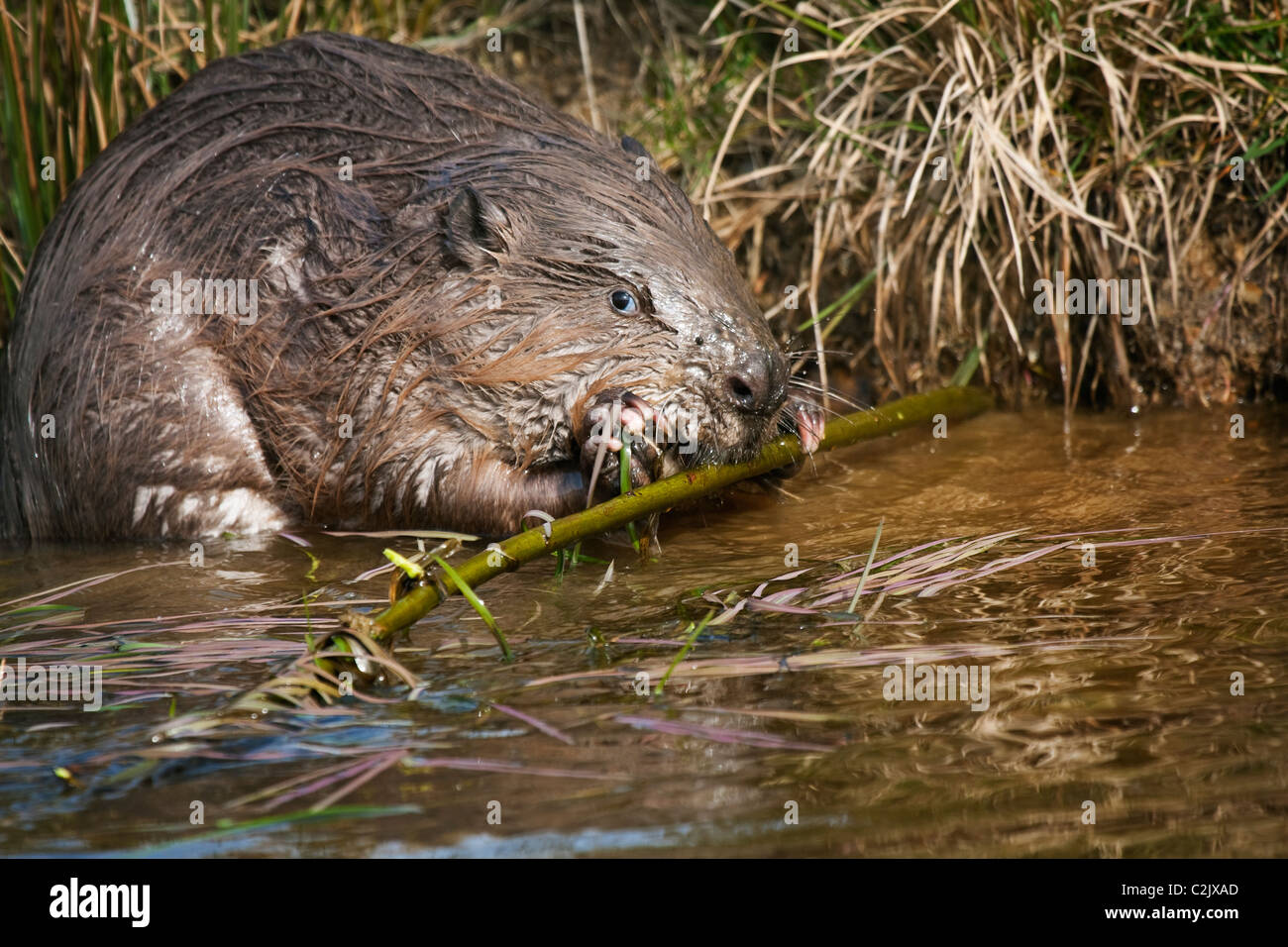 Europäischen Beaver(Castor fiber) Essen Weiden am Rande eines Sees Stockfoto