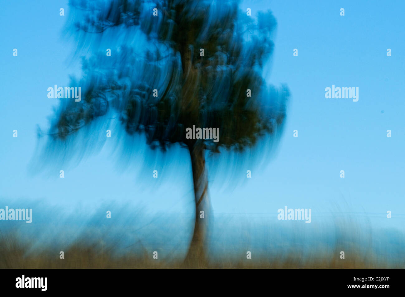 Verschwommene Beschleunigung Baum Landschaft Stockfoto