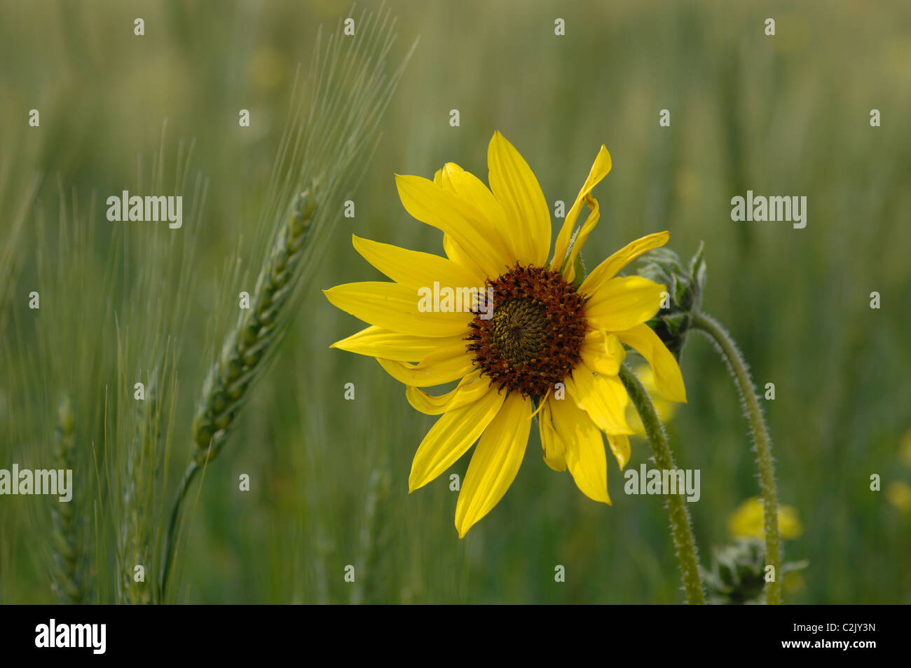 Ein Eyed Susan (Rudbeckia Hirta) in einem Feld von Gerste, Alberta, Kanada. Stockfoto