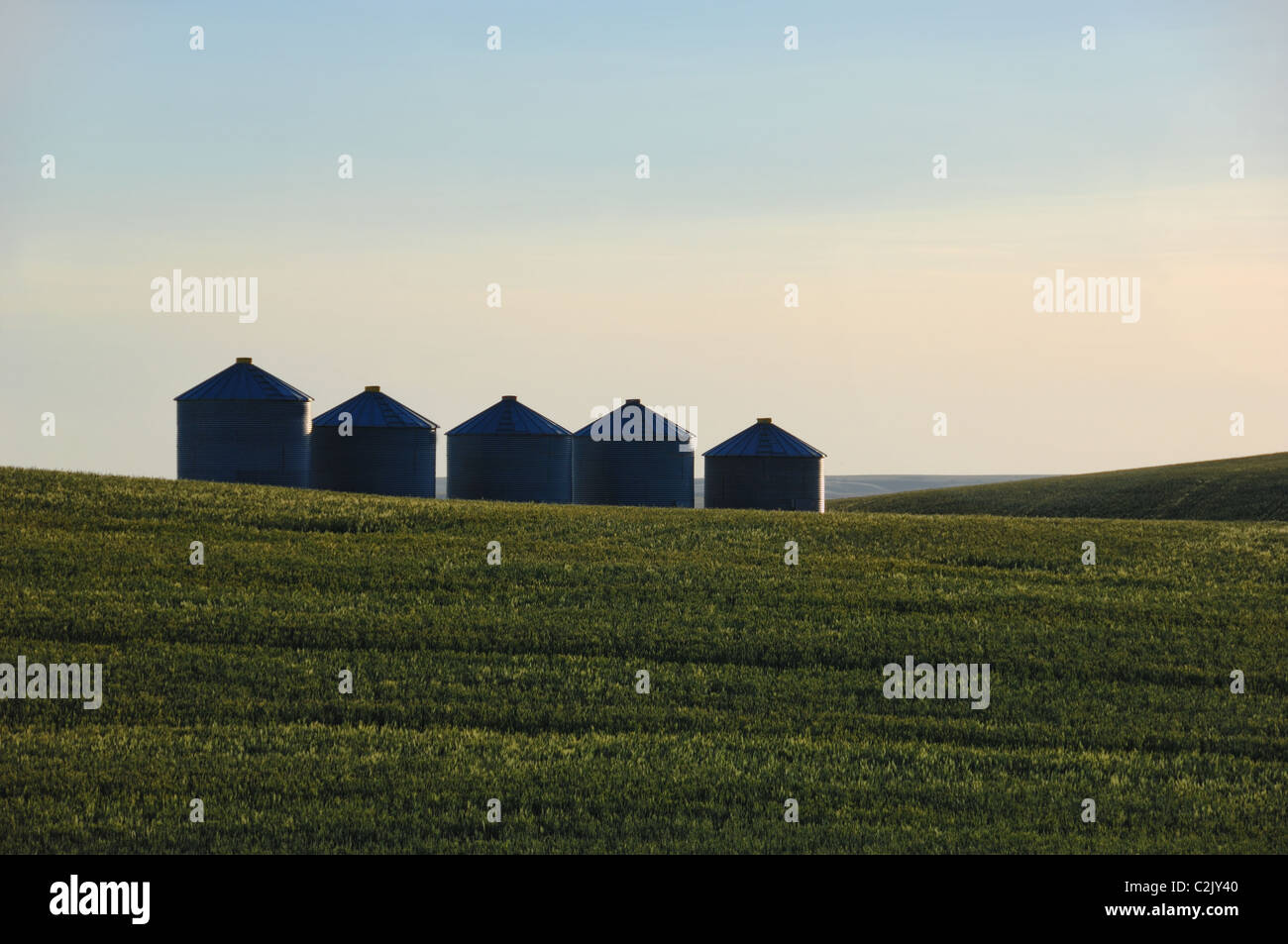 Getreidesilos in einem Feld von Gerste, Alberta, Kanada. Stockfoto