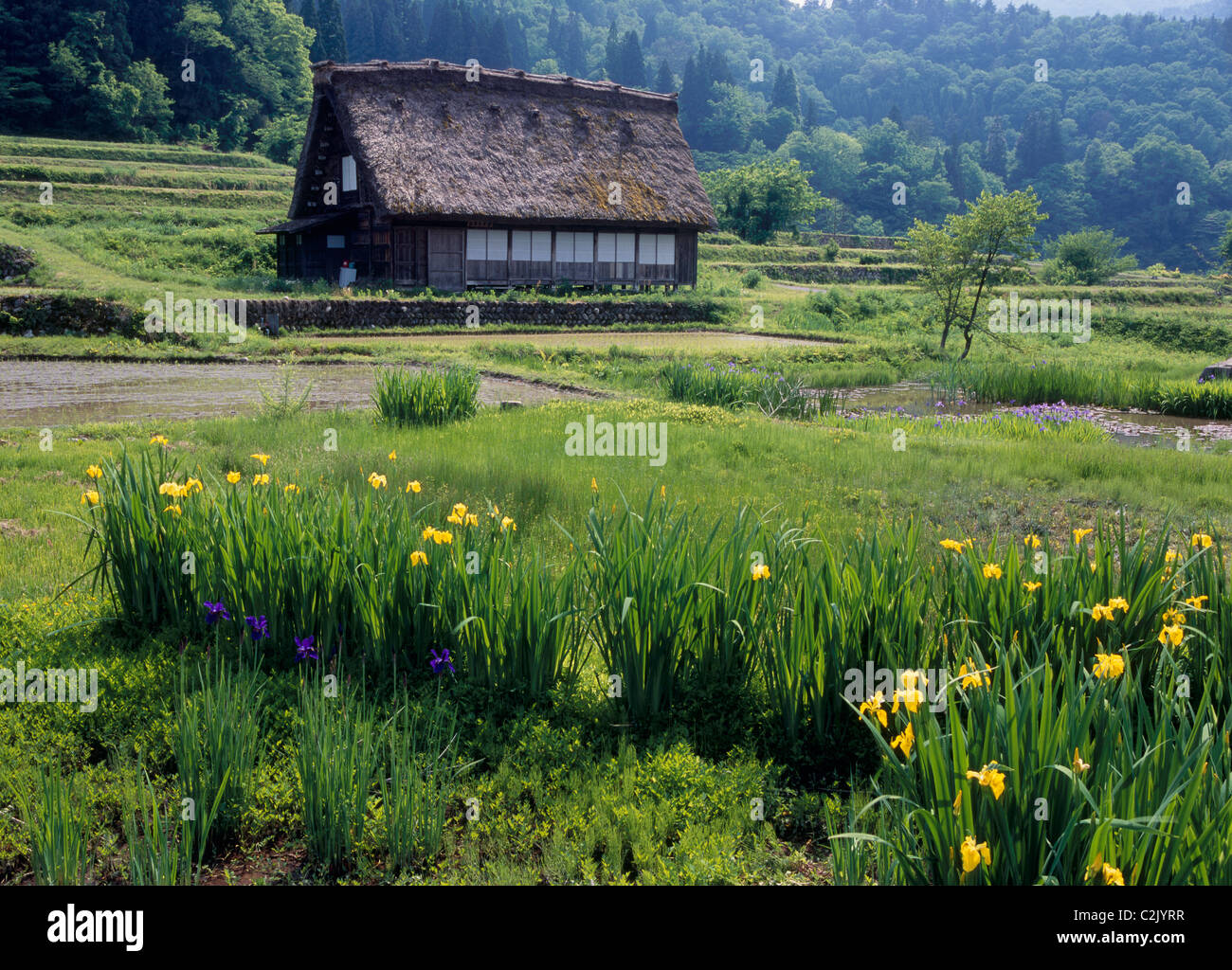 Bauernhaus und Iris in Shirakawa-Go, Shirakawa, Ono, Gifu, Japan Stockfoto