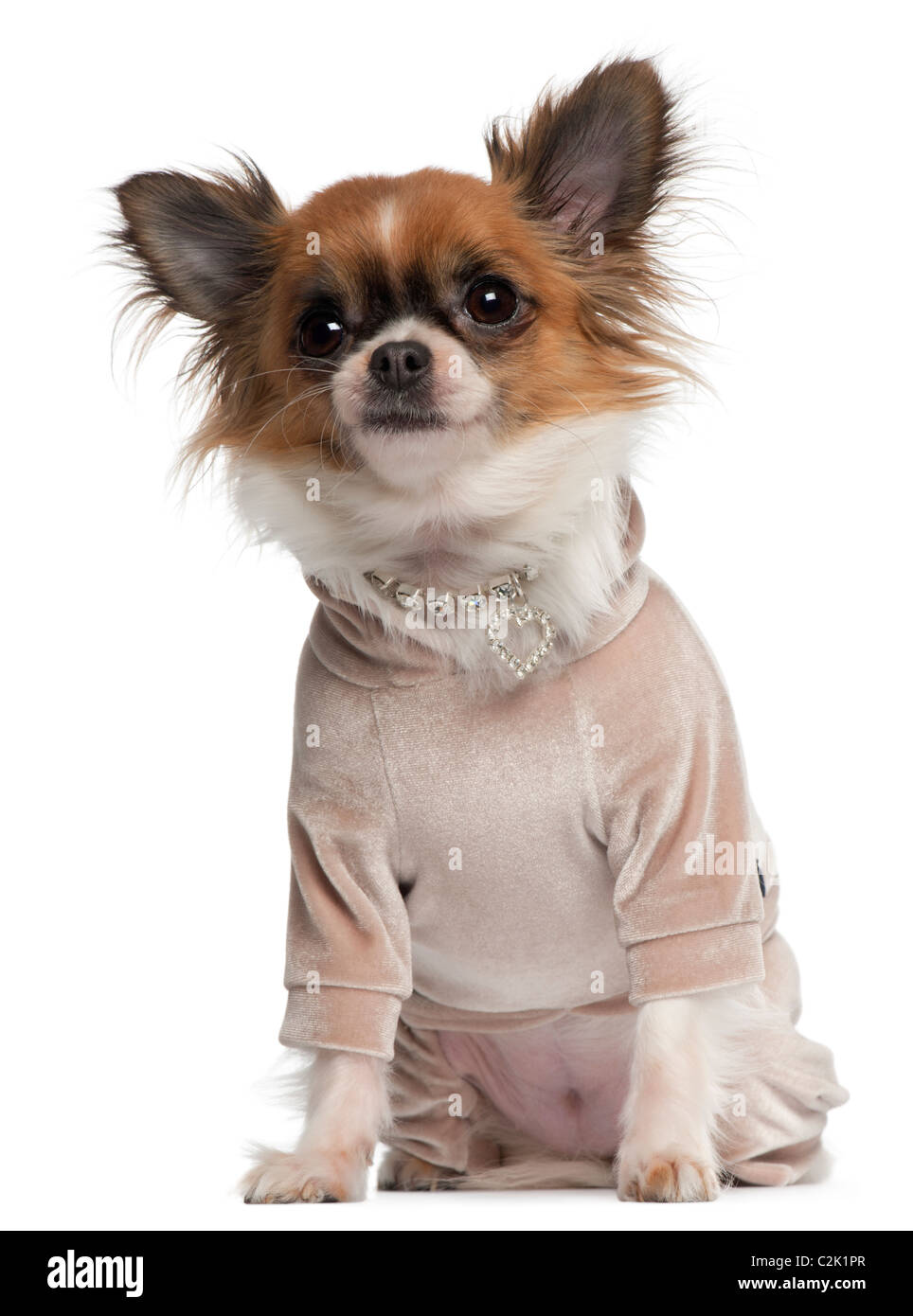 Chihuahua, 2 Jahre alt, gekleidet sitzen vor weißem Hintergrund Stockfoto