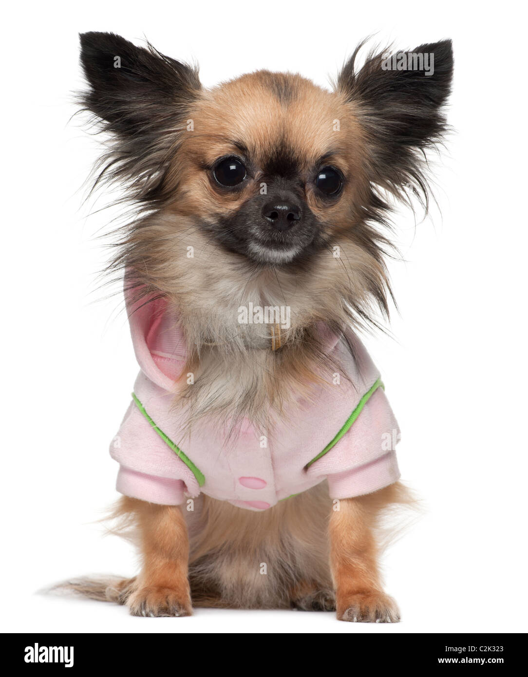 Chihuahua, 16 Monate alt, gekleidet in Hemd sitzt vor weißem Hintergrund Stockfoto