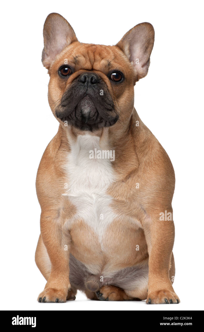 Französische Bulldogge, 9 Monate alt, sitzt vor weißem Hintergrund Stockfoto