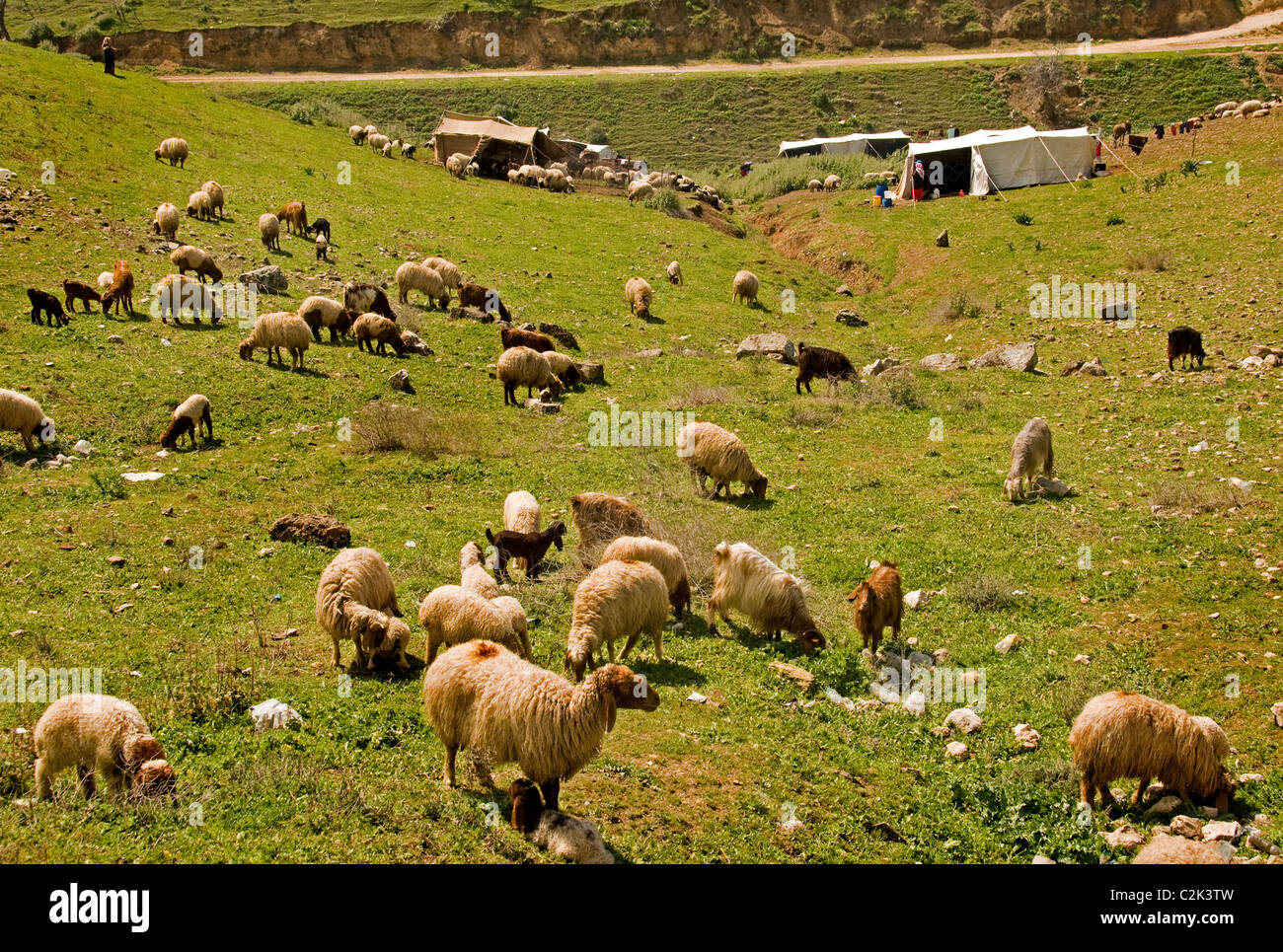 Syrien Bauernhof Bauer Schafe Beduinendorf Beduinen der Wüste Stockfoto
