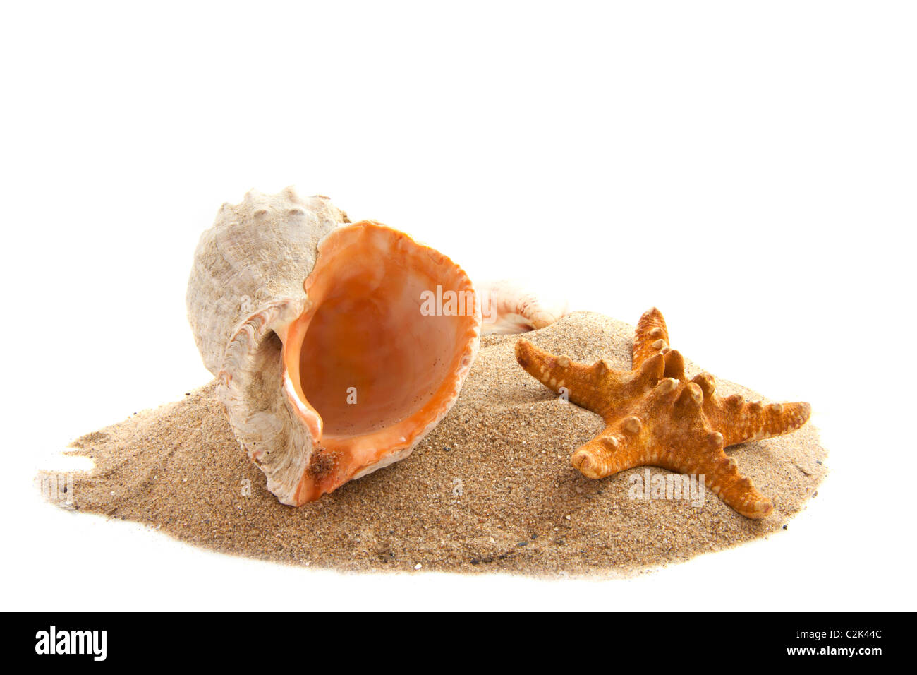 Muscheln auf einem Haufen Sand isoliert auf weiß Stockfoto