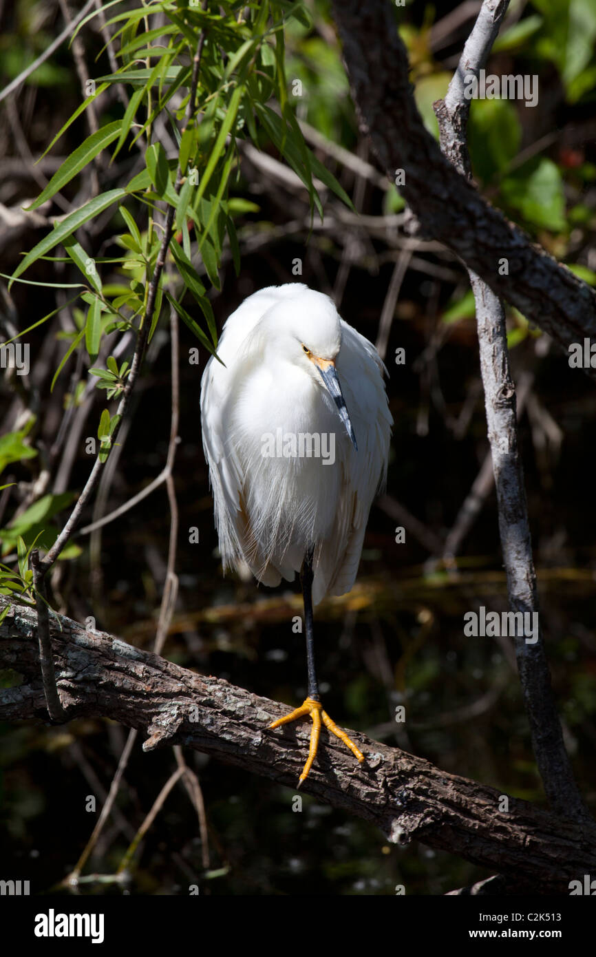 Snowy Silberreiher (Egretta unaufger) am Shark Valley, Süd-Florida, USA Stockfoto