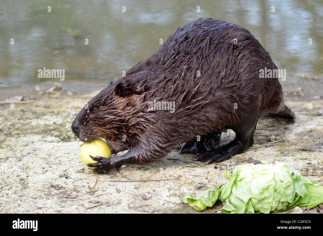 Nordamerikanische Biber (Castor Canadensis), Blick auf Profil und Essen Apfel am Ufer des Teiches Stockfoto
