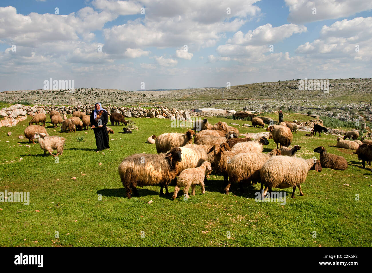 Frau Syrien Wüste Bauernhof Bauer Schafe Beduine Beduinen Stockfoto
