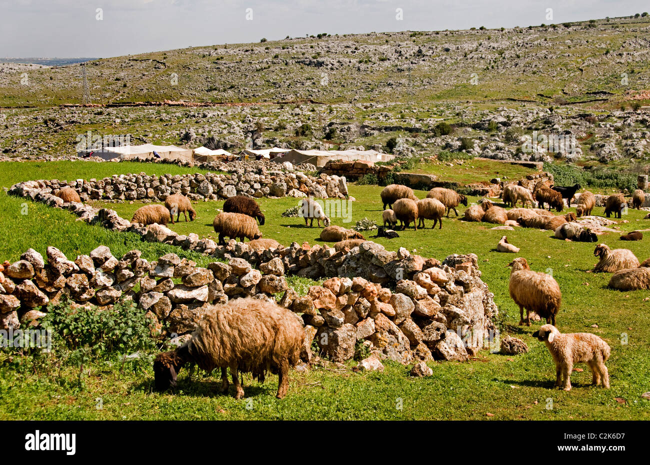 Syrien Wüste Bauernhof Bauer Schafe Beduine Beduinen Stockfoto