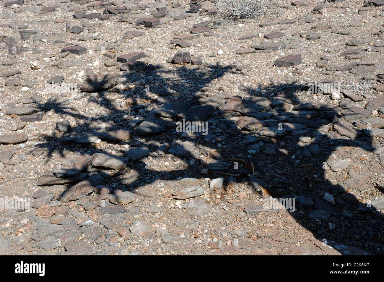 Köcher Baum Schatten Namibia Stockfoto
