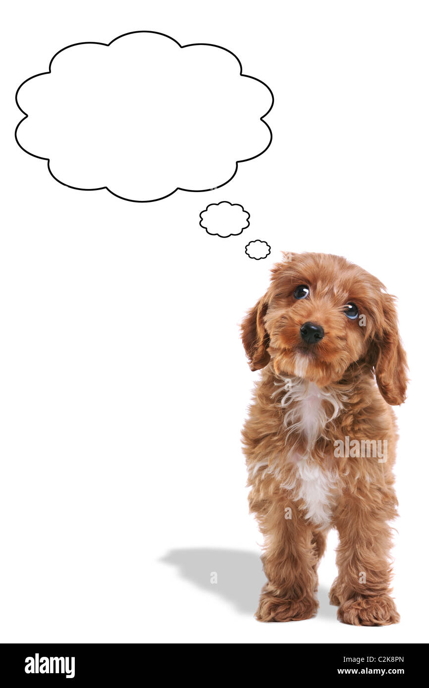Foto eines Cockerpoo Welpen mit einem nachdenklichen Ausdruck und seine Augen nach oben, Sprechblasen hinzugefügt. Stockfoto