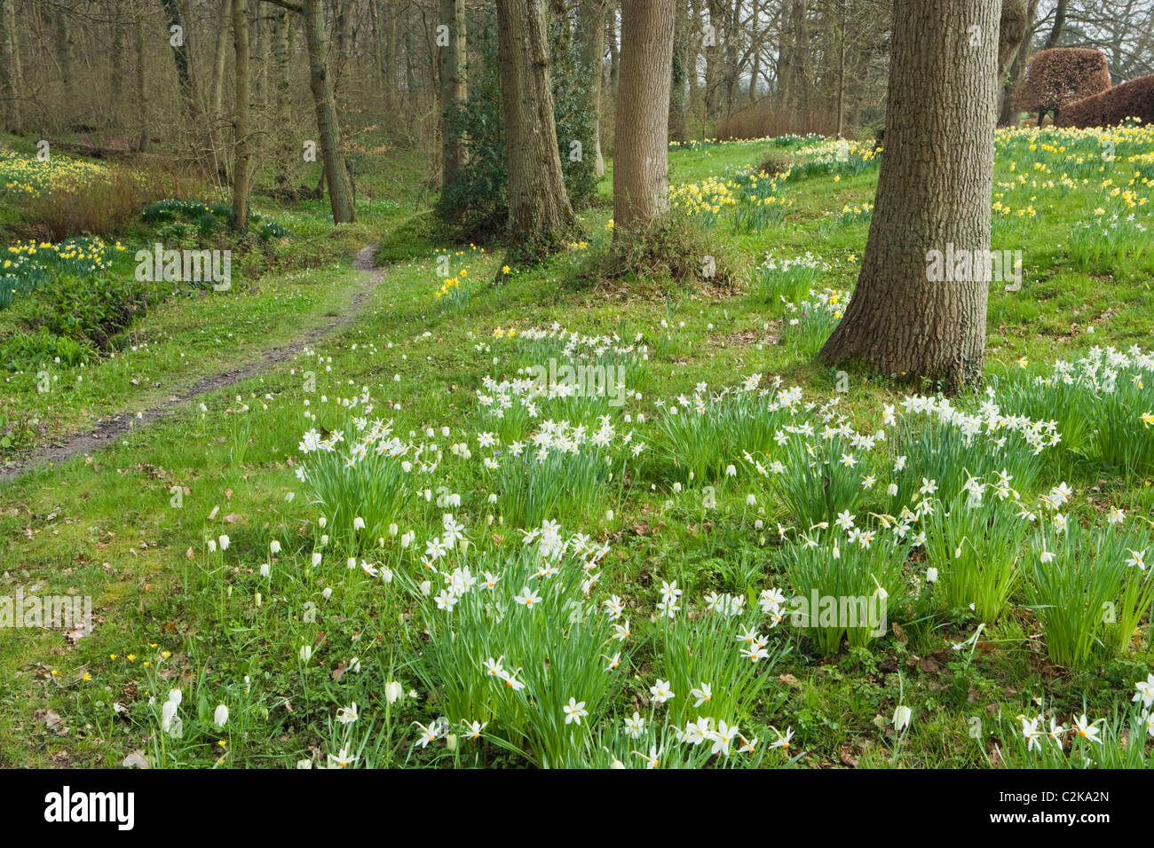 Narzissen im bewaldeten Tal Garten, Surrey, UK Stockfoto