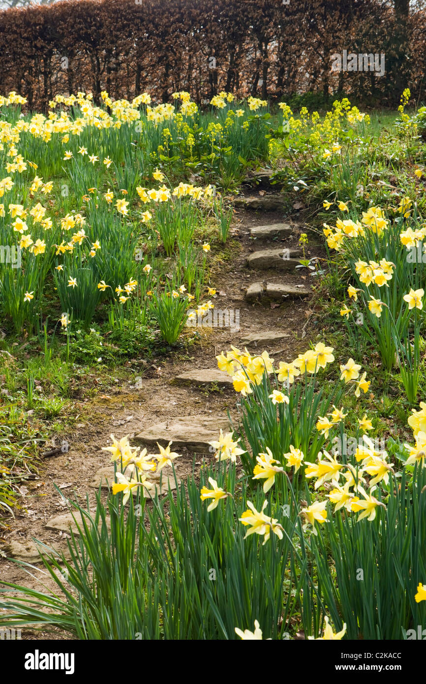 Narzissen im Wald Garten, Surrey, UK Stockfoto