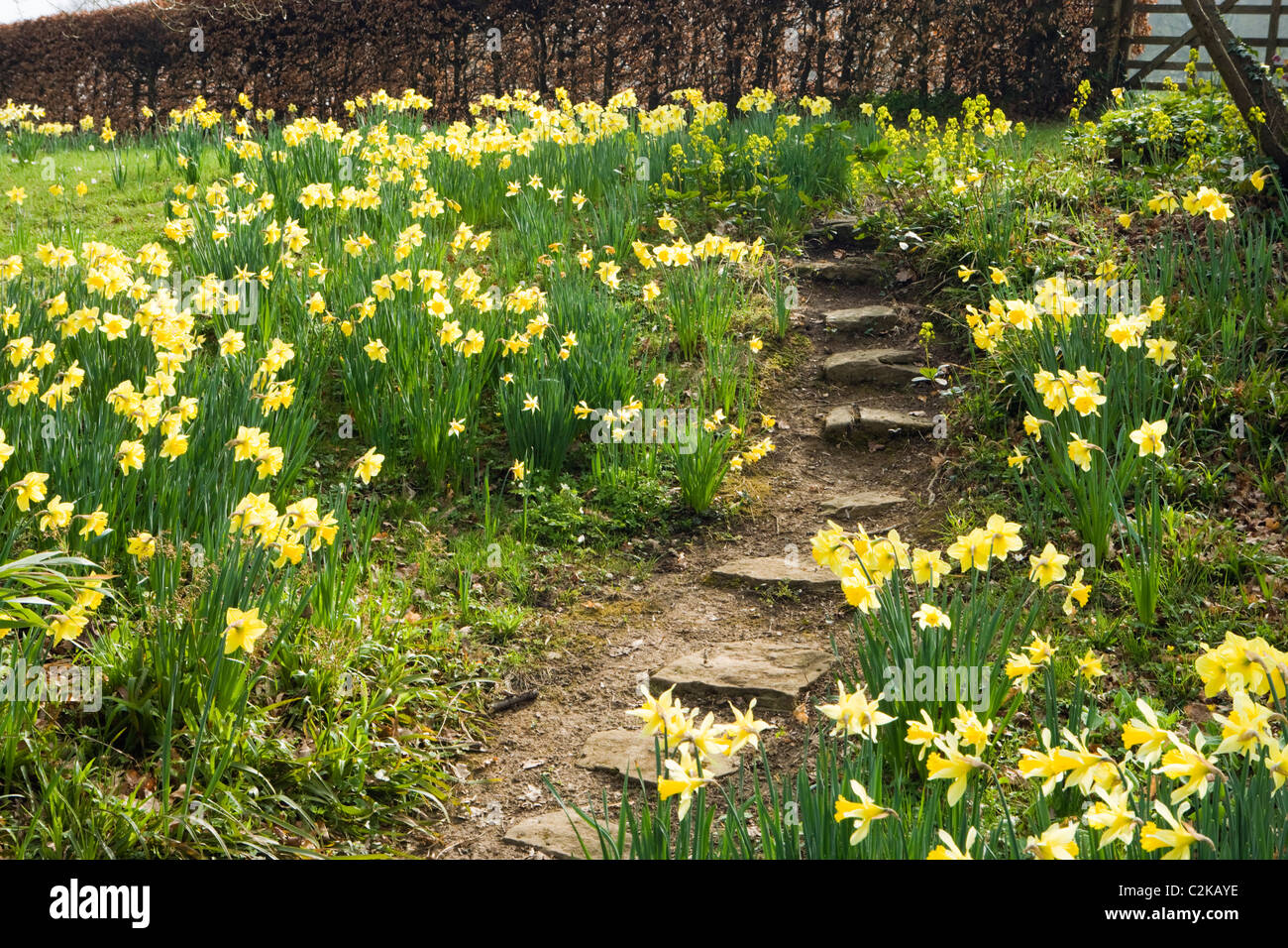 Narzissen im Wald Garten, Surrey, UK Stockfoto