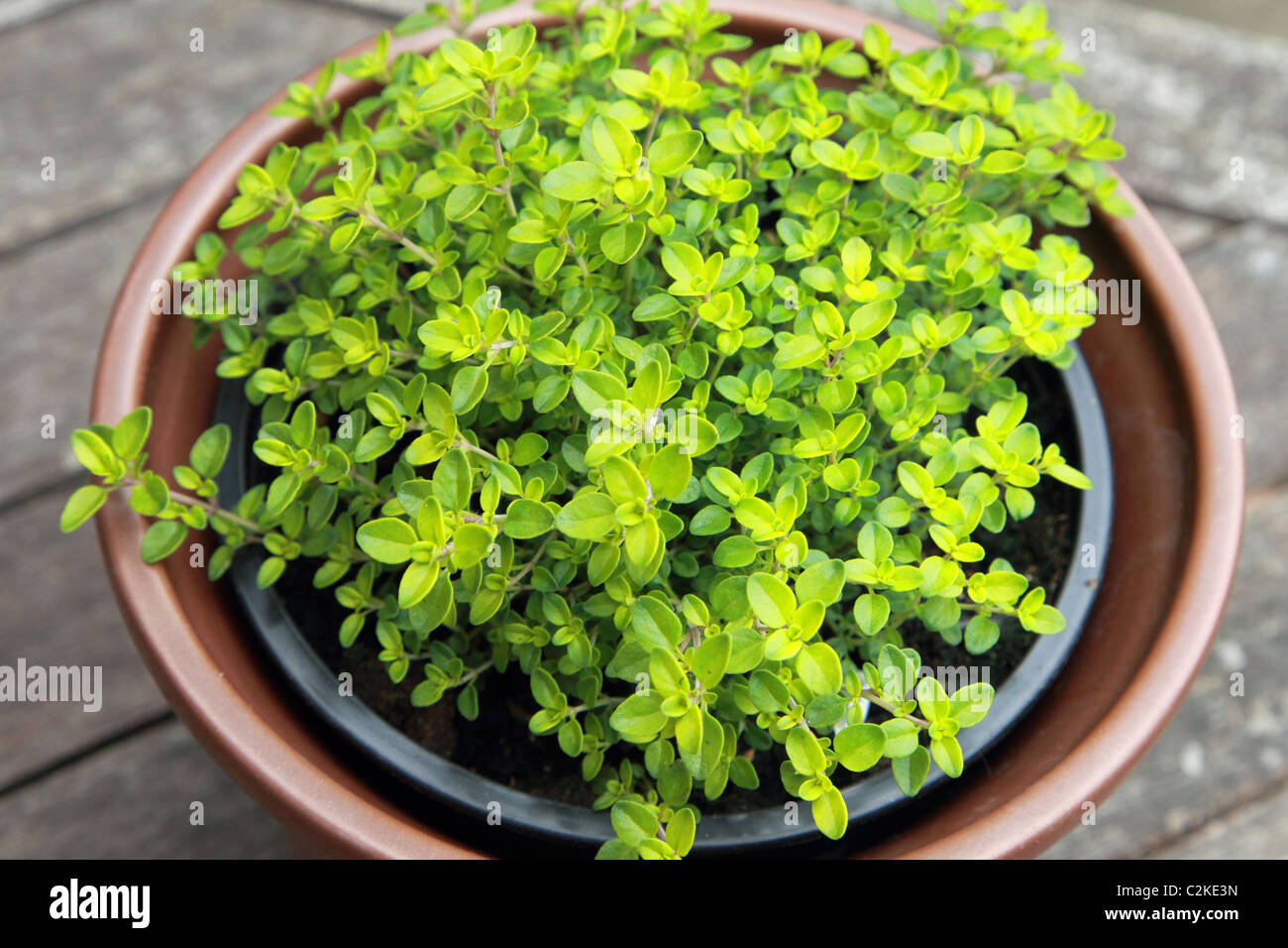 Einen Topf mit goldenen Thymian Stockfoto