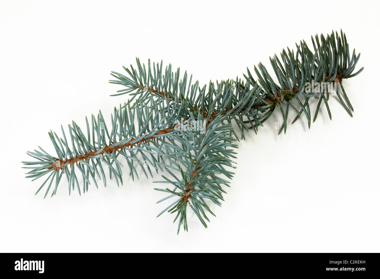 Blau-Fichte (Picea Pungens Glauca), Zweig. Studio Bild vor einem weißen Hintergrund. Stockfoto