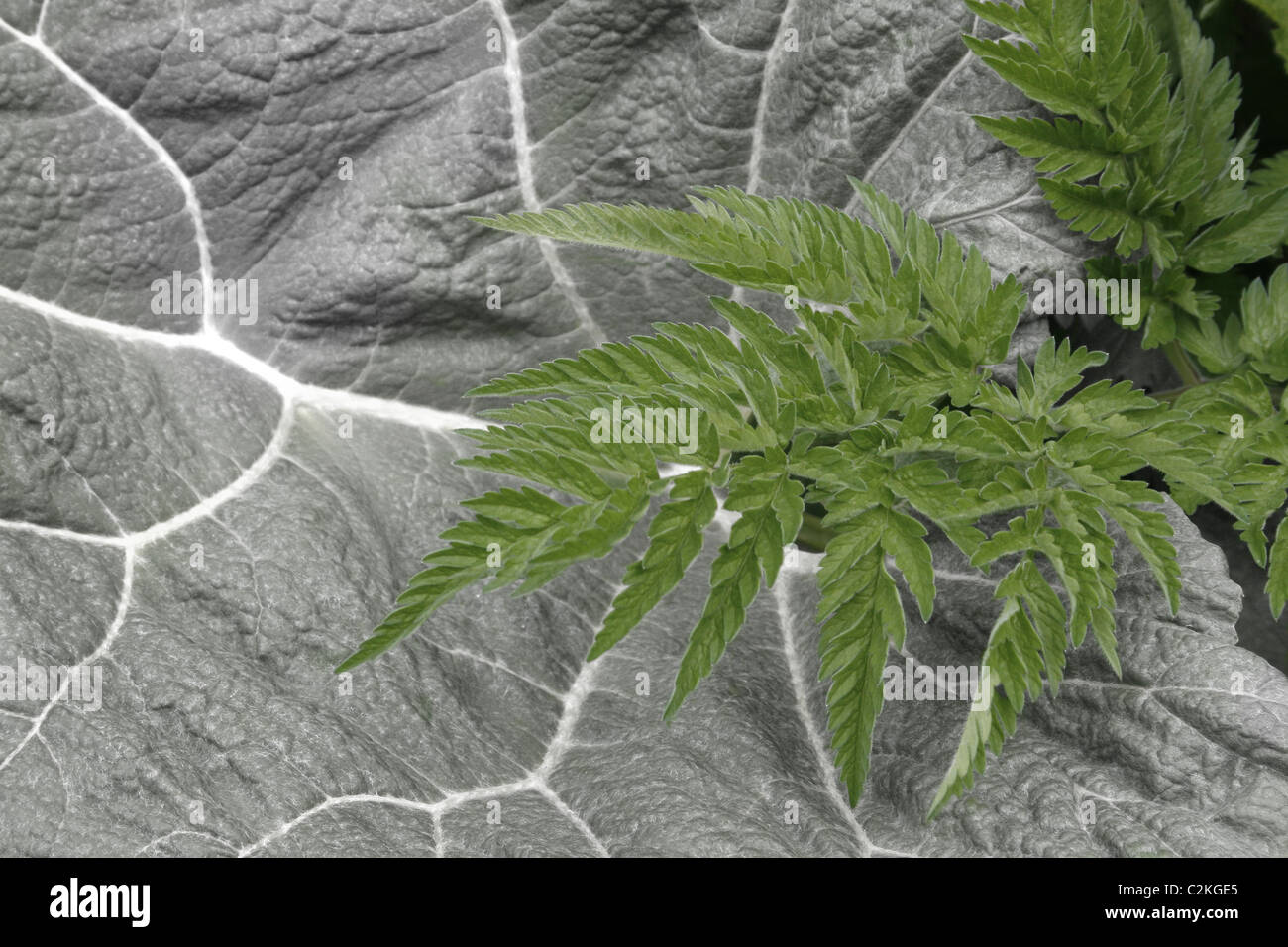 Kuh Petersilie auf Pestwurz in der Nähe von Chesterfield Kanal, Worksop, Notts, Petasites Hybridus Anthriscus sylvestris Stockfoto