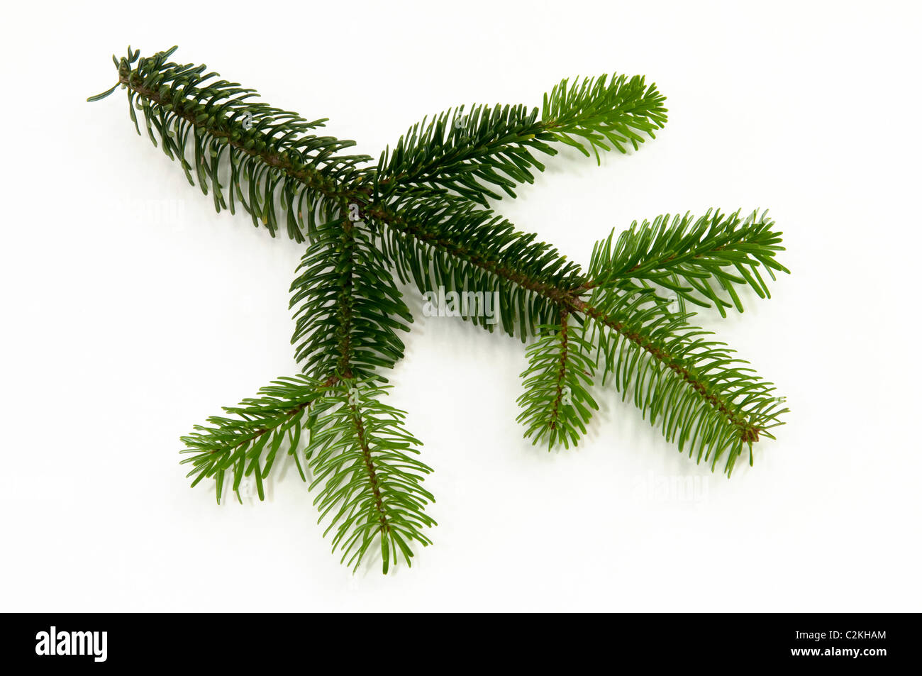 Kaukasische Tanne, Nordmanntanne (Abies Nordmanniana), Zweig. Studio Bild vor einem weißen Hintergrund. Stockfoto