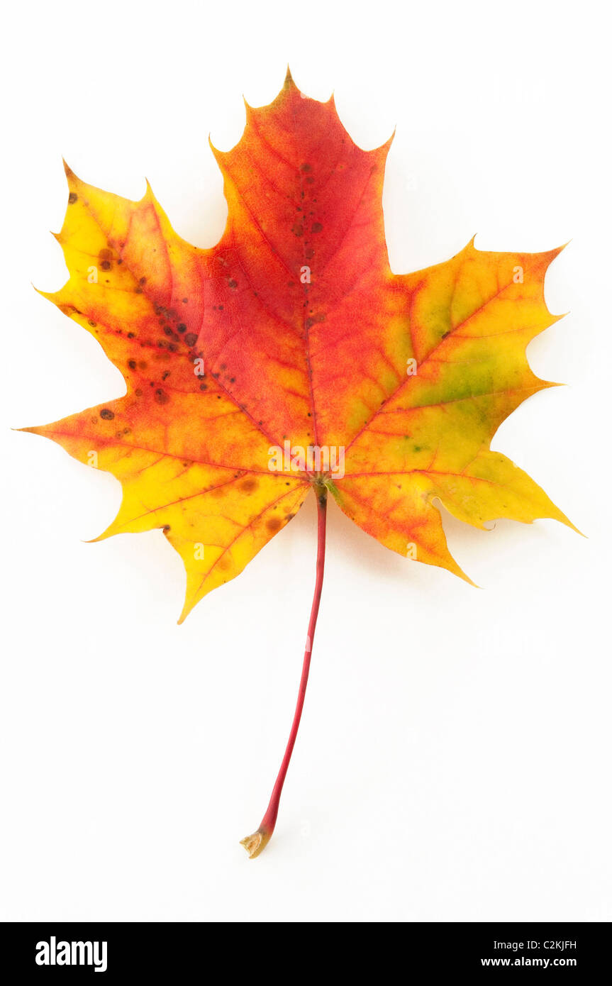 Spitz-Ahorn (Acer Platanoides), Herbst Blatt. Studio Bild vor einem weißen Hintergrund. Stockfoto