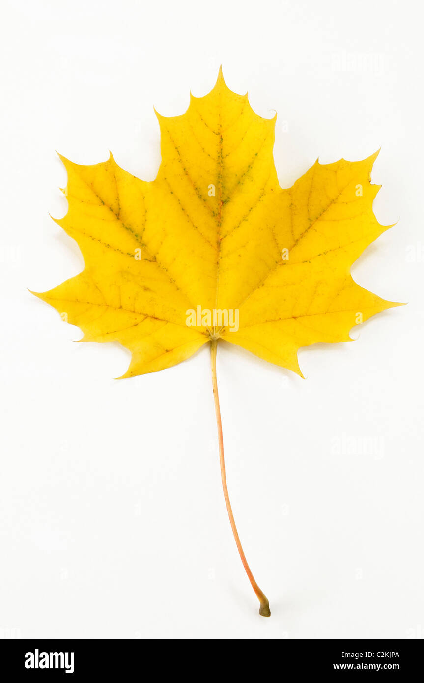 Spitz-Ahorn (Acer Platanoides), Herbst Blatt. Studio Bild vor einem weißen Hintergrund. Stockfoto