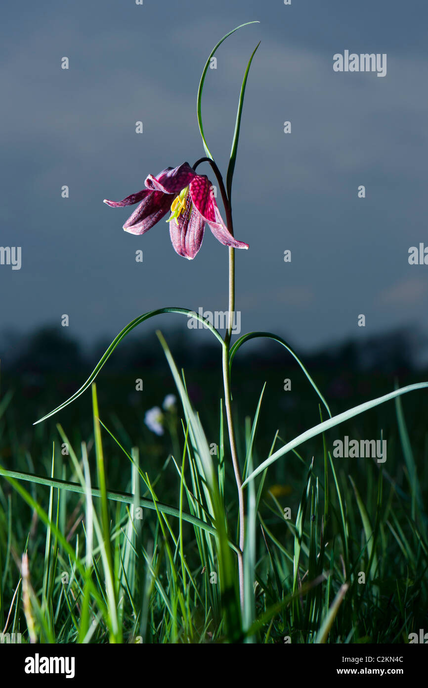 Schlange-Kopf Fritillary - Fritillaria meleagris Stockfoto