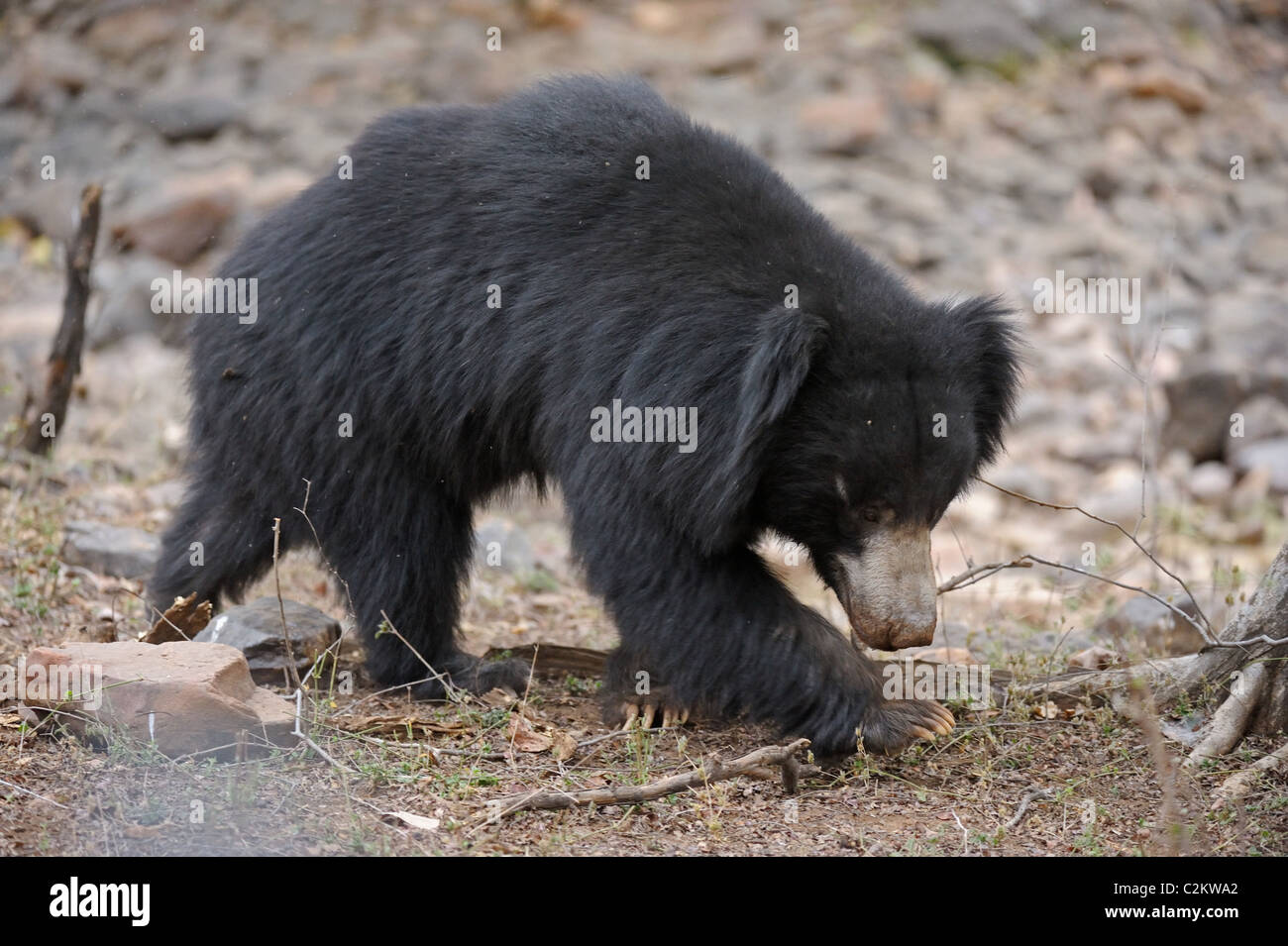 Faultiere (Melursus Ursinus) die Trockenwälder des Ranthambhore National Park Stockfoto