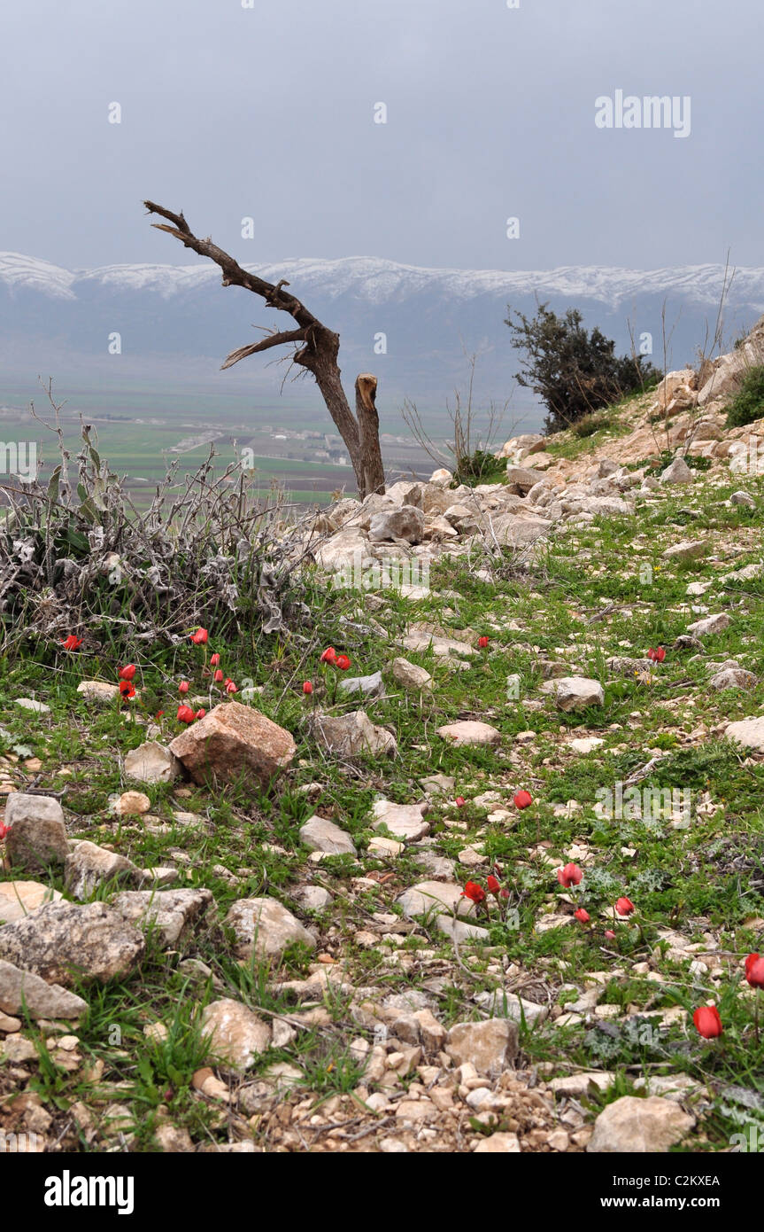 Majdal Anjar, Bekaa-Tal, Libanon mit Blick auf die Bergkette der Anti-Libanon und Syrien. Wilder Mohn im Frühjahr. Stockfoto