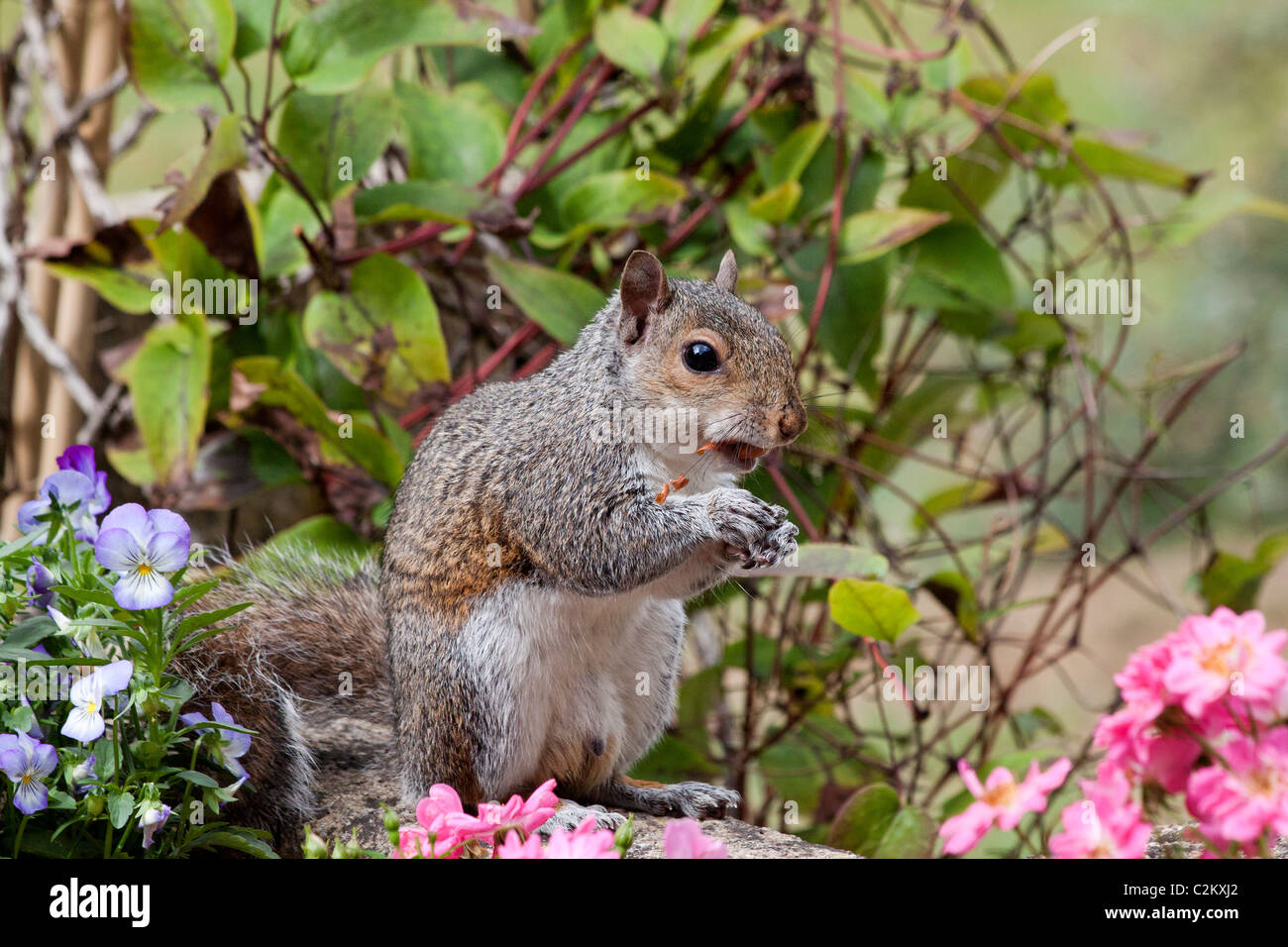 Grau-Eichhörnchen (Sciurus Carolinensis) in einem Garten essen Erdnüsse Stockfoto