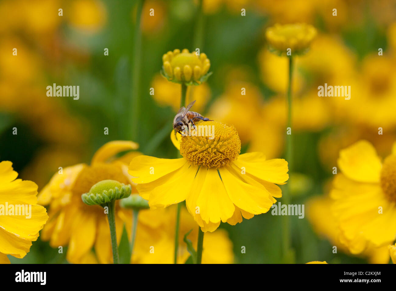 Honigbiene auf Helenium 'Wesergold' Stockfoto