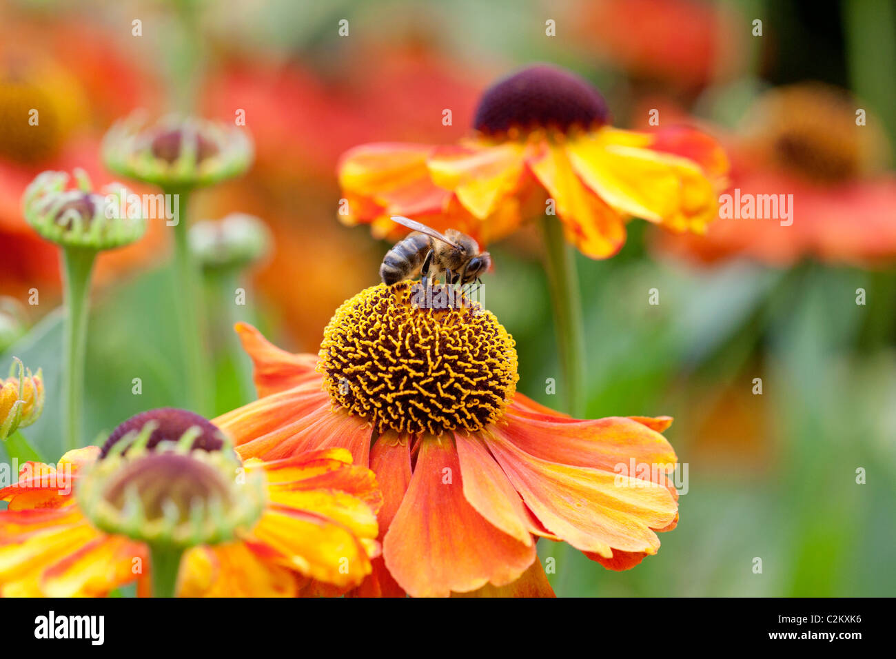 Honigbiene (Apis Mellifera Linnaeus) auf Helenium "Sahin frühen Blumen" Stockfoto