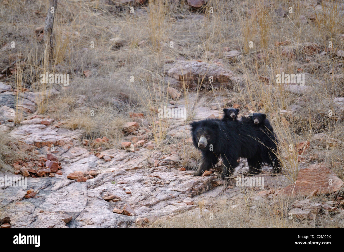 Faultiere-Familie (Melursus Ursinus), Mutter mit zwei Babys Reiten auf dem Rücken in den trockenen Wäldern des Ranthambhore National park Stockfoto