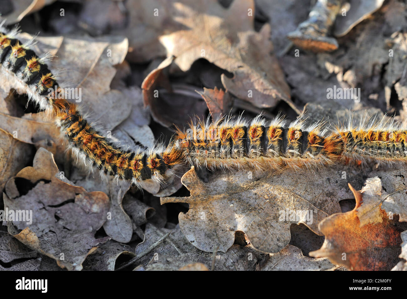 Kiefer-Eichenprozessionsspinner Raupen (Thaumetopoea Pityocampa / Traumatocampa Pityocampa) in Zeile auf dem Waldboden nach Stockfoto